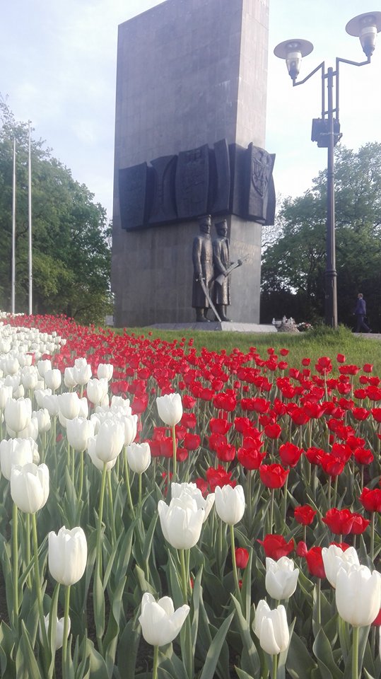 Tulipany pod Pomnikiem Powstańców Wielkopolskich